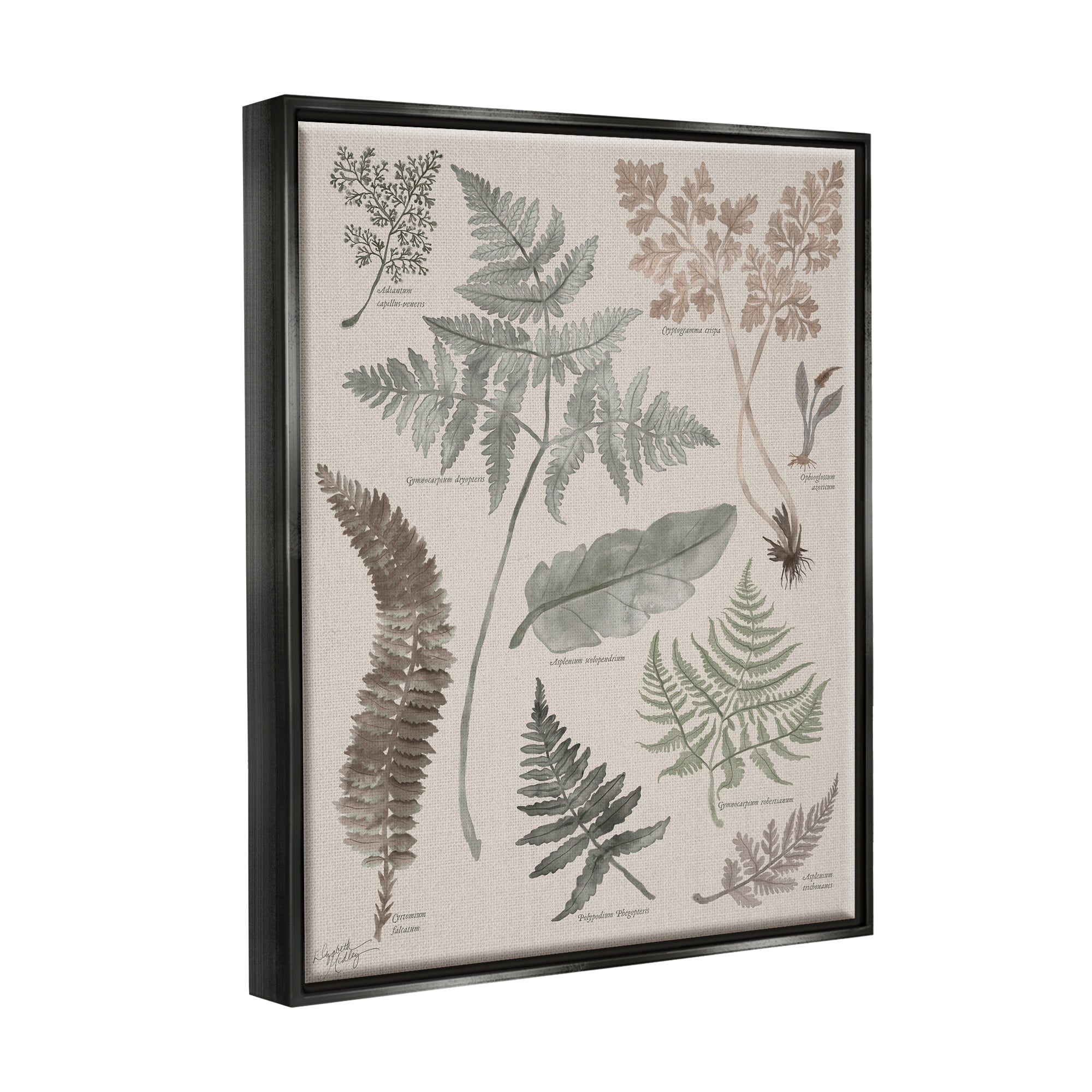 Stupell Industries Various Botanical Leaves Latin Study Informative Page Graphic Art Jet Black Floating Framed Canvas Print Wall Art, Design by Elizabeth Medley