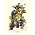 thumbnail image 3 of Audubon, John James 12x14 Black Modern Framed Museum Art Print Titled - Pileated Woodpecker (decorative border), 3 of 5