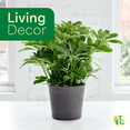 thumbnail image 4 of Live Schefflera Arboricola Plant, Umbrella Tree, Air Purifying 4 inch Diameter Live Plant Grown in USA, 4 of 7