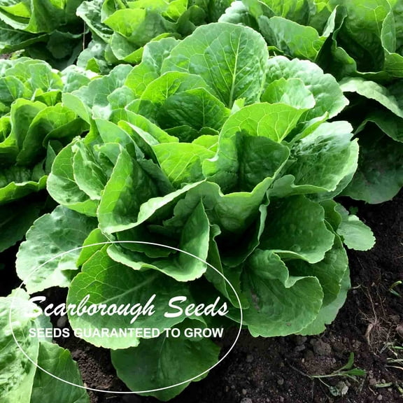 SCARBOROUGH SEEDS Parris Island Romaine Lettuce 1000 Seeds Non-GMO Garden Seeds