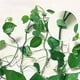 thumbnail image 4 of Soporte para plantas Bewildely 10 Piezas autoadhesivo verde, 4 of 6