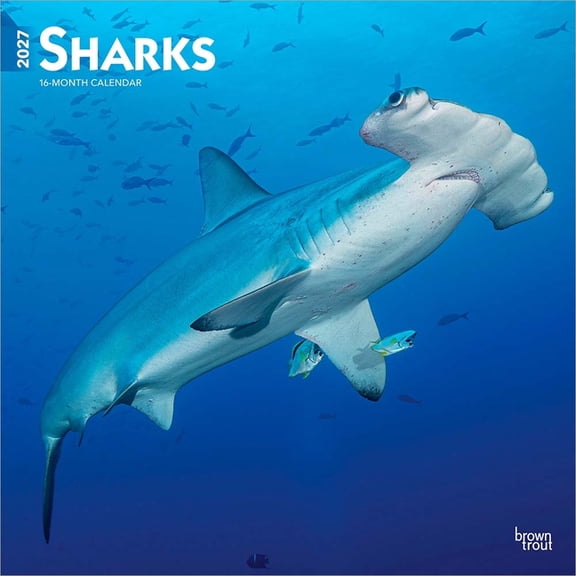 Sharks 2027 12 X 24 Inch (Hanging) Monthly Square Wall Calendar Plastic-Free, (Paperback)