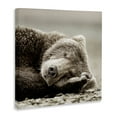 thumbnail image 4 of Stupell Industries Cozy Sleeping Bear Animals & Insects Photography Gallery Wrapped Canvas Art Print Wall Art, 30 x 30, 4 of 8