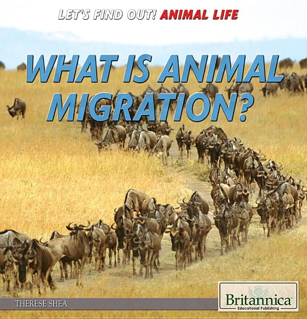 Let's Find Out! Animal Life: What Is Animal Migration? (Paperback) -  