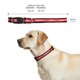 thumbnail image 4 of Collar NFL para perro raza mediana Kansas City Chiefs 100% oficial, 4 of 6