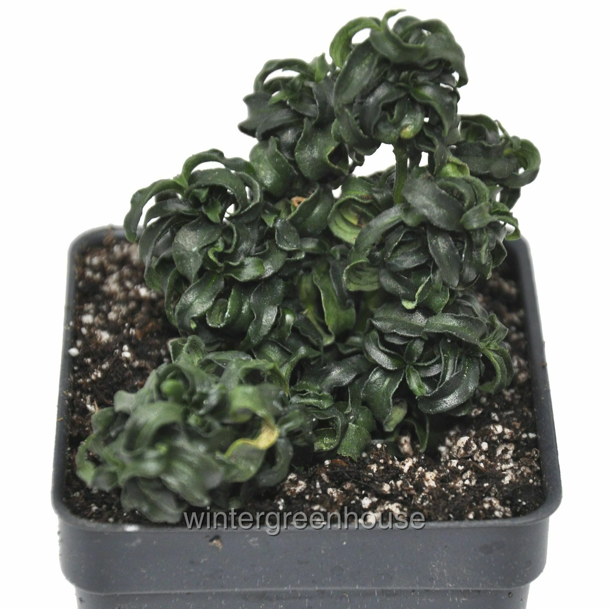 Alternanthera Ficoidea, Curly, Christmas Tree Alternanthera Joseph's