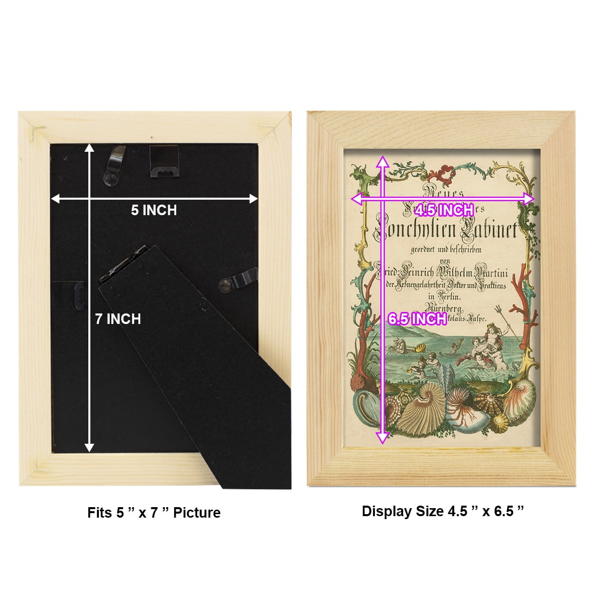 Cabinet of Conchology -Framed Print w/glass-Natural Wood