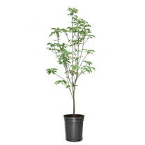 Expert Gardener 1.5-2 ft tall Appalachian Spring Dogwood Live Tree in 3-Gallon Grower Pot