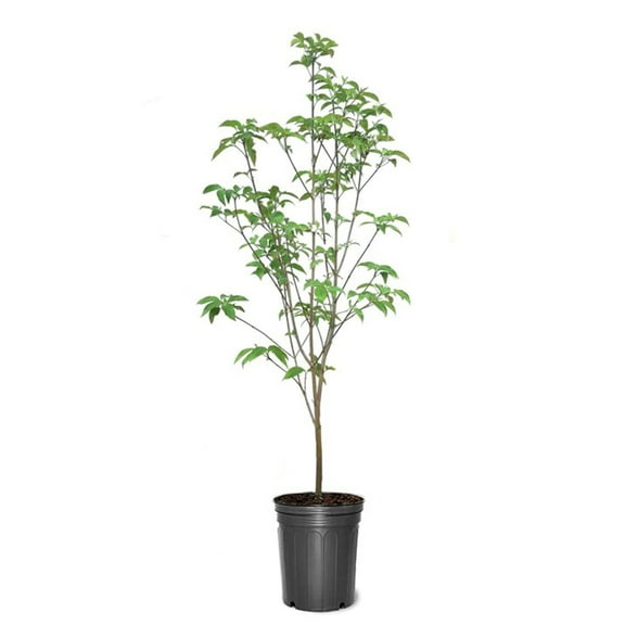 Expert Gardener 2-3 ft. tall Cherokee Chief Dogwood Live Tree in 5-Gallon Grower Pot
