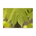 thumbnail image 2 of Gango Home Decor Maple Leaf I by Rita Crane (Printed on Paper); One 36x24in Fine Art Paper Giclee Print, 2 of 4