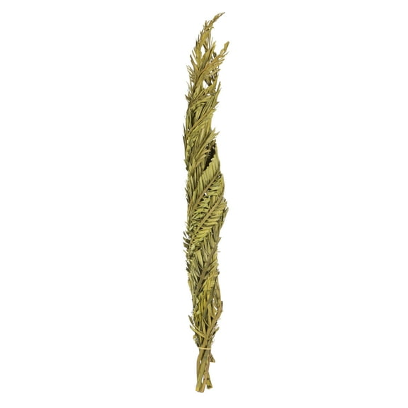 Vickerman 40-48" Basil Coco Palms - Twisted, 6 stems, Dried