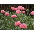 thumbnail image 1 of 250 Bombast ROSE PEONY POPPY Papaver Peoniflorum Flower Seeds, 1 of 2