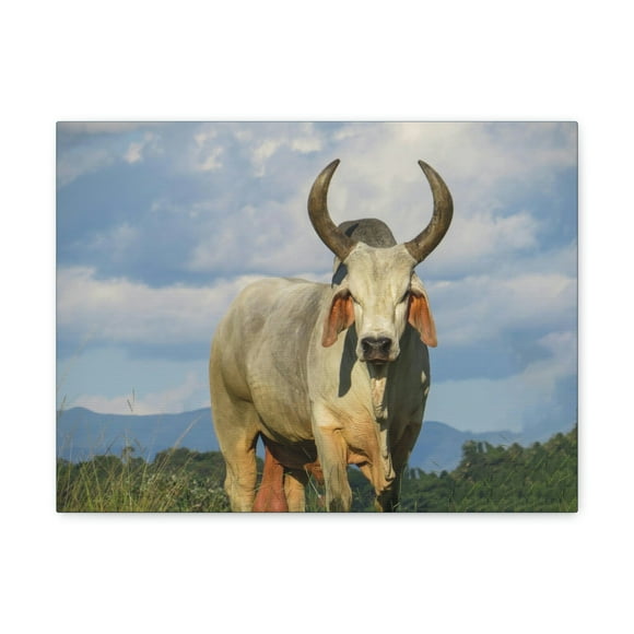 Majestic Zebu Print Zebu Animal Wall Art Wildlife Canvas Prints Wall Art Ready to Hang Unframed
