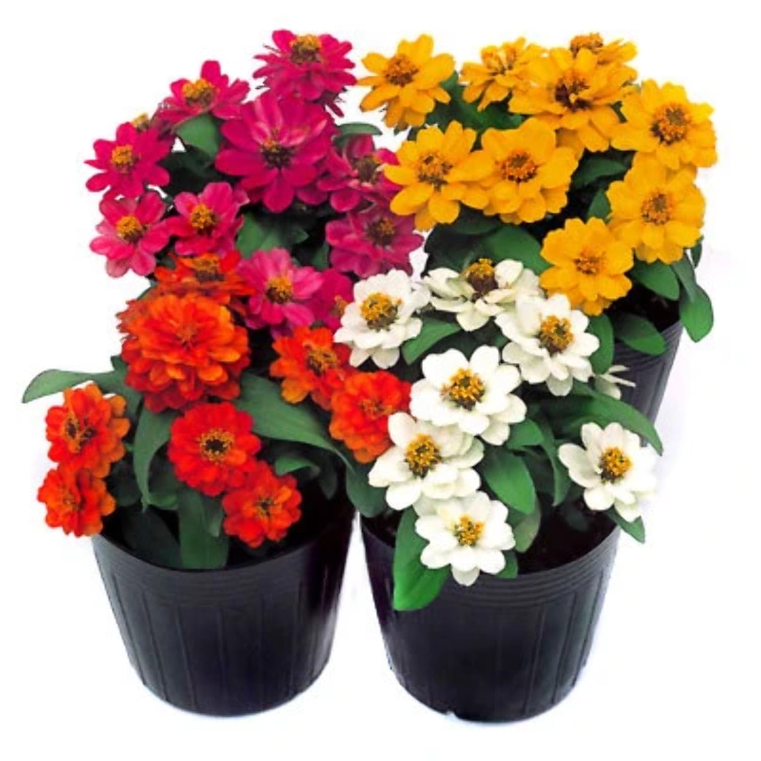 Zinnia Profusion Double Mix Seed