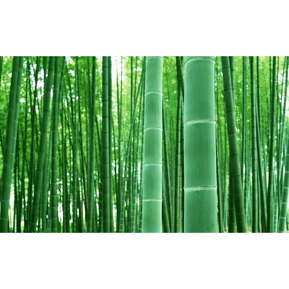 Giant Bamboo Seeds for Planting - 50  Seeds - Grow Giant Bamboo, Privacy Screen, Good for Environment - Ships from Iowa