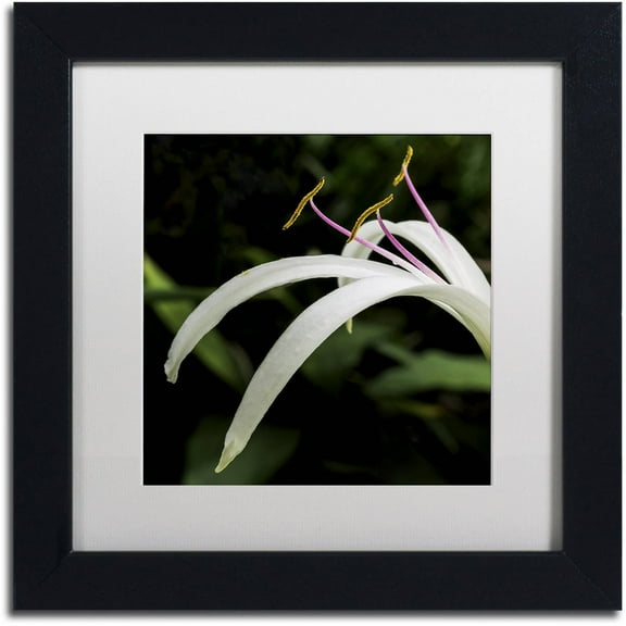 Trademark Fine Art "Graceful Lily" Canvas Art by Kurt Shaffer, White Matte, Black Frame