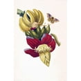 thumbnail image 3 of Merian, Sybilla 13x18 Black Modern Framed Museum Art Print Titled - Banana, Butterfly, plate13, 3 of 5