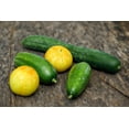 thumbnail image 3 of 100 *Seeds LEMON CUCUMBER Cucumis Sativus Fruit Vegetable Seeds, 3 of 7