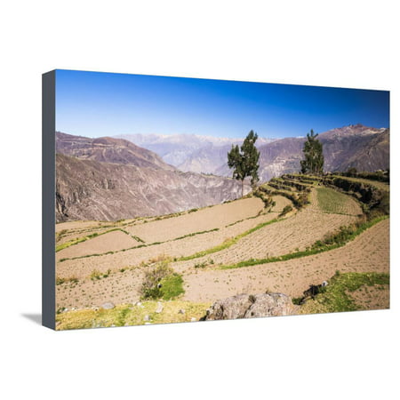 Colca Canyon Pre-Inca Terraces and Farmland at Cabanaconde, Peru, South America Stretched Canvas Print Wall Art By Matthew