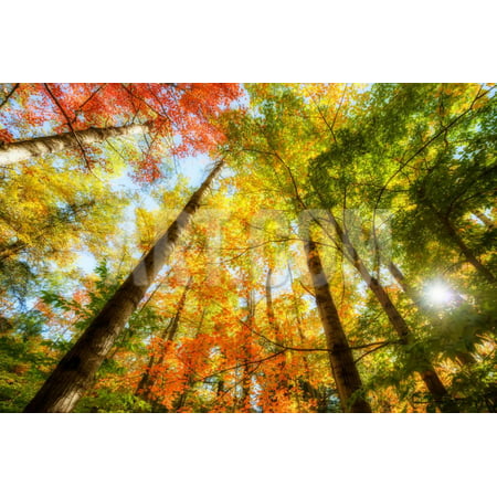 Bright Sun Light through the Tree Leaves in Autumn Print Wall Art By SHS