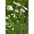 thumbnail image 3 of TomorrowSeeds - German Chamomile Seeds - 3000+ Count - For 2026 Planting Matricaria Chamomilla, 3 of 9