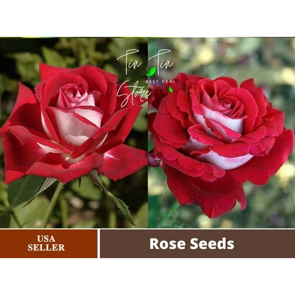 30 Rare Seeds-Flaming Peace Rose Seeds-#1137-Authentic Seeds-Flowers-Seeds-Rose seeds-Herb seeds-Vegetable Seeds-Mix Seeds for Plant- B3G1
