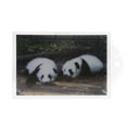 thumbnail image 2 of Two Pandas, 2 of 3