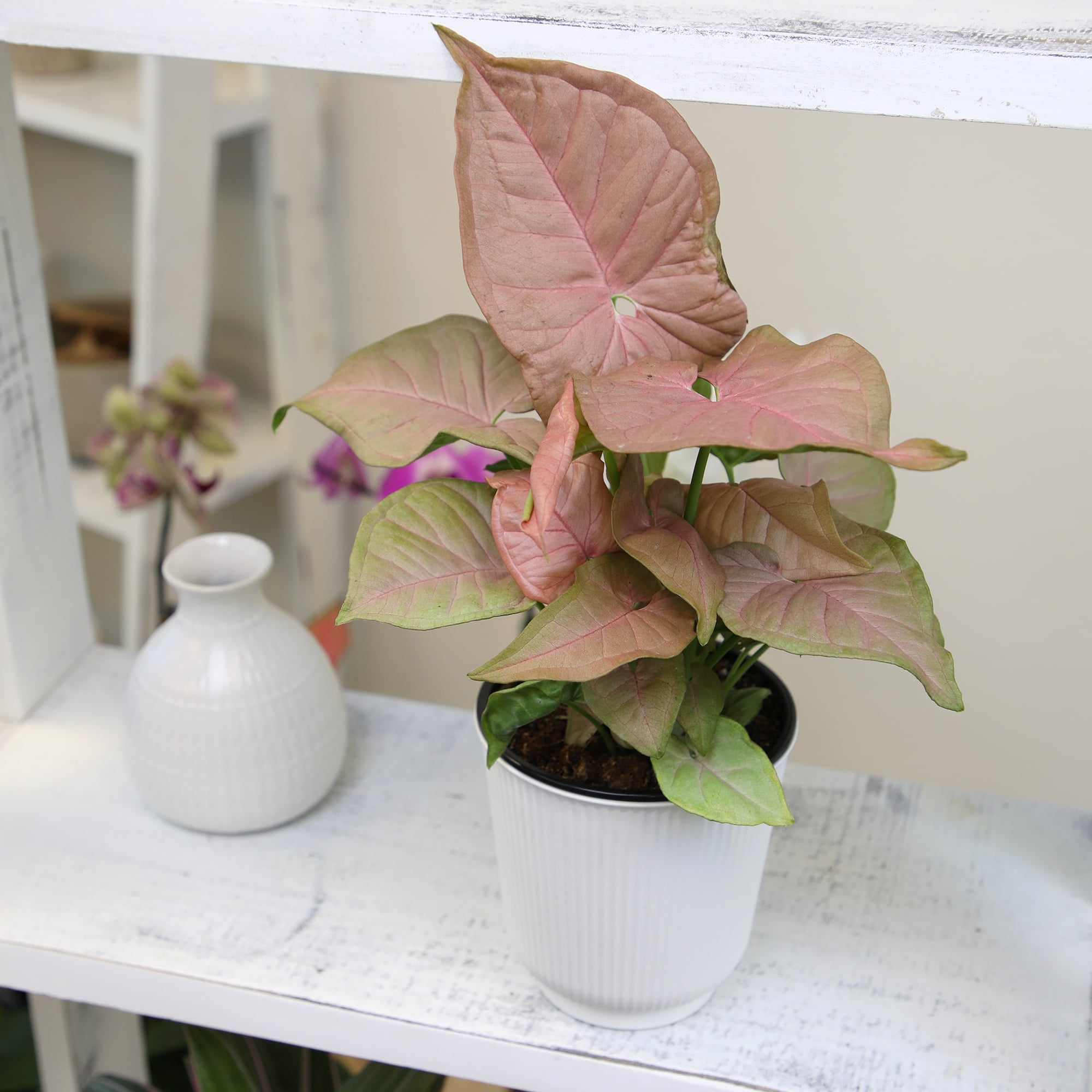 Syngonium Neon Robusta | Houseplant Vine | 4.25in. Decor Pot; Indirect Light | Element by Altman Plants