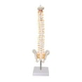 thumbnail image 3 of Modelo de , soporte de pantalla de , decoración de escritorio de enseñanza, 45 cm, modelo detallado de vertebral modelo de, 3 of 10