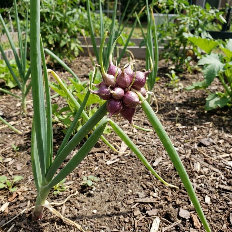 100 Walking Onion Seed Plants, Indoor Outdoor Rare Top Bulb Growth, Easy Care Container Garden Plant