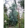 thumbnail image 2 of CZ Grain 30 Kashmir Weeping Cypress Tree Plant Seeds, 2 of 2