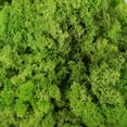 thumbnail image 3 of Vickerman Natural Botanicals 2 lb. Apple Green Reindeer Moss. This is a natural and preserved product., 3 of 3