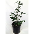 thumbnail image 3 of Green Small Leaf Tea Plant - Camellia sinensis - Brew Your Own Tea - 6" Pot, 3 of 4