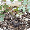 thumbnail image 3 of AYYUFE 10Pcs Plastic Auto Fertilizer Box Garden Nursery Basket Bonsai Planting Tool, 3 of 8
