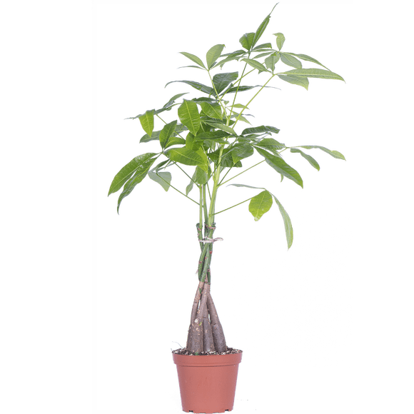 Pachira Aquatica | Money Tree (M) Live Plants in 6" growers pot