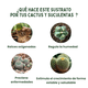 thumbnail image 3 of Sustrato Premium para Suculentas y Cactáceas - Enriquecido con Nutrientes - The Real Green, 3 of 8