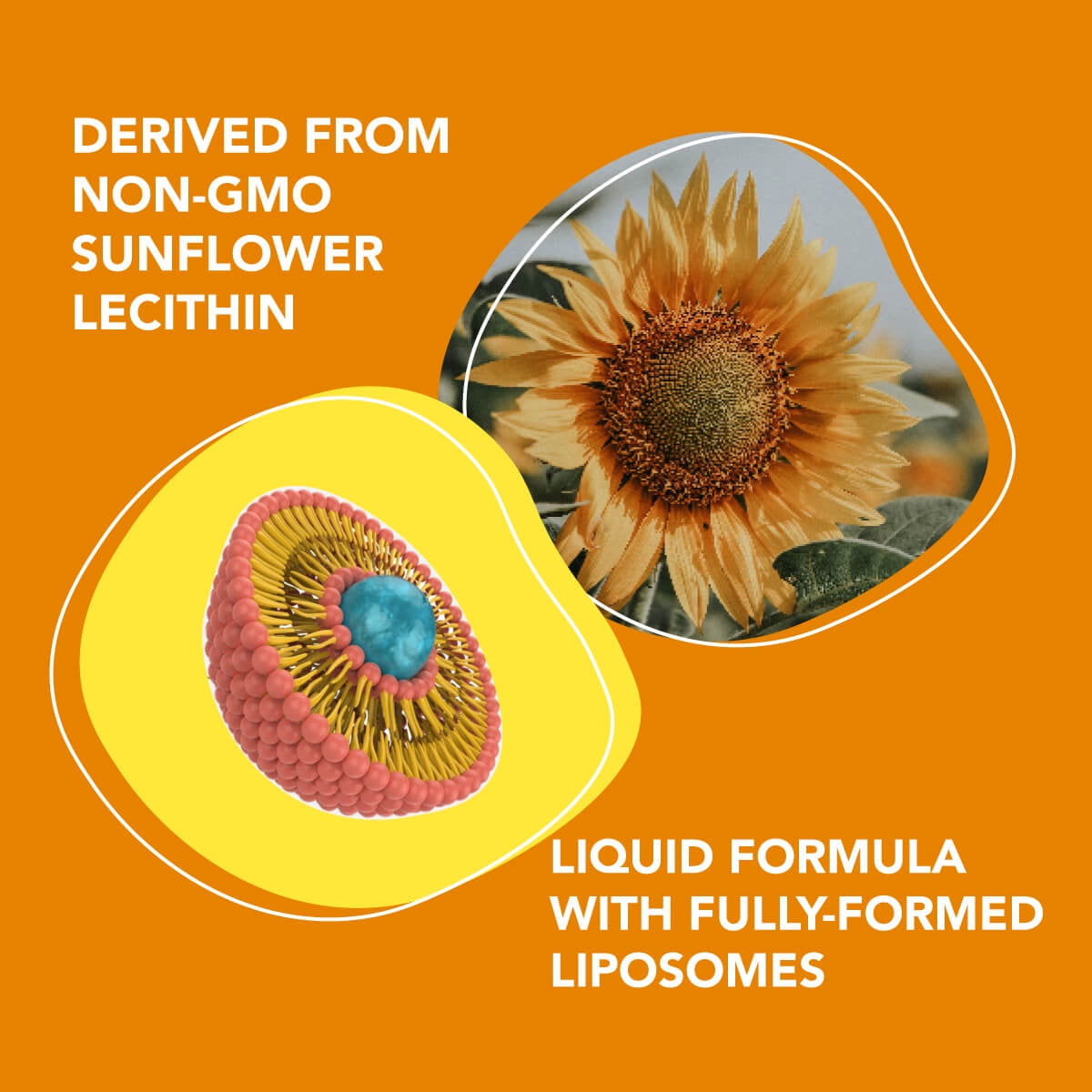 Amandean Liquid Liposomal Vitamin C 1000mg Supplement. Better than capsules. Immune Support, Skin Health, Collagen Production. Fast Antioxidant Delivery. Highly Bioavailable. Quali®-C