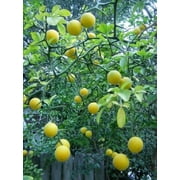 Trifoliate Orange (Poncirus trifoliata) 2-3 year old plant 12-18"
