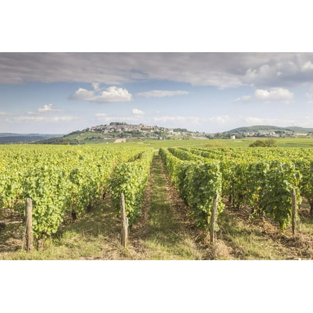 - The vineyards of Sancerre, France. Known for its fine wines from grape varities such as pinot noir Print Wall Art By Julian Elliott