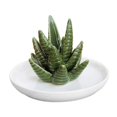 thumbnail image 1 of Ceramic Ring Holder Aloe Ring Dish Jewelry Holder Rings Bracelets Earrings Green Succulent Trinket Tray Gift for Women Girls, 1 of 4