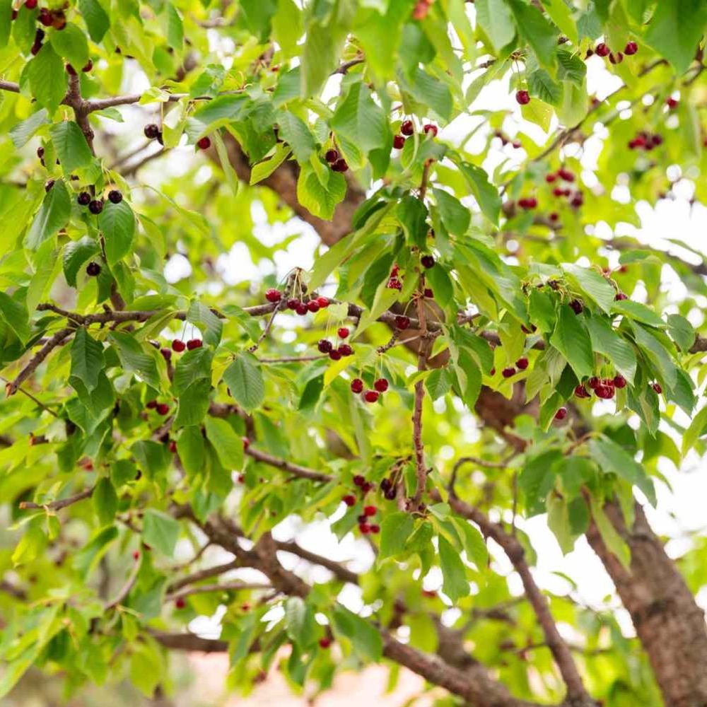 Expert Gardener 2-3 ft. Tall Bing Cherry Semi Dwarf Live Tree in 3- Gallon Grower Pot