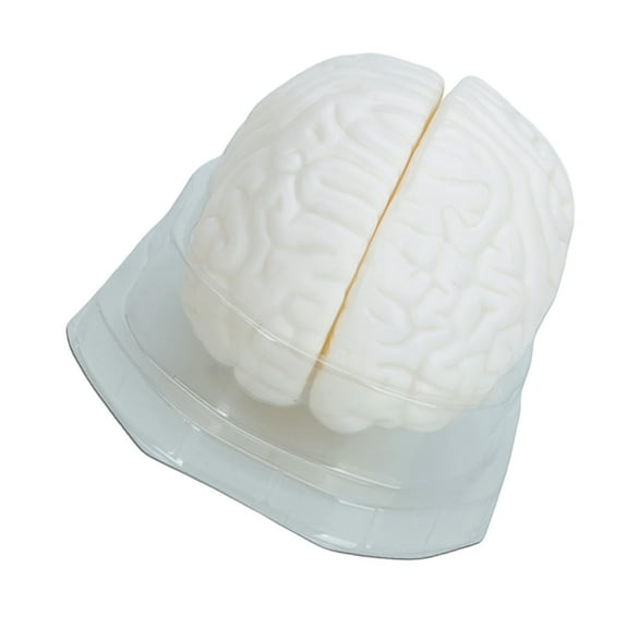 Human Brains Anatomical Model Human Brains Structure Models For Clinical Demonstration Learning
