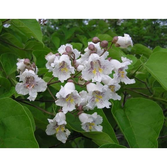 Catalpa Tree Live Plant 12-18" Tall in Quart Pot - Flowering Plant - Ornamental Tree for Outdoor Garden