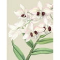 thumbnail image 2 of Vision Studio 26x32 Gold Ornate Wood Framed with Double Matting Museum Art Print Titled - Orchid Blooms II, 2 of 4