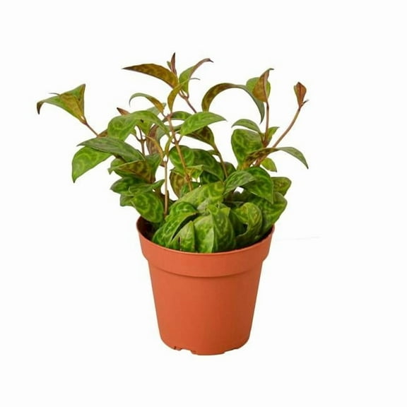 House Plant 4-LIPSTICK-BLACK.PAGODA Lipstick Black Pagoda Plant in 4 in. Pot