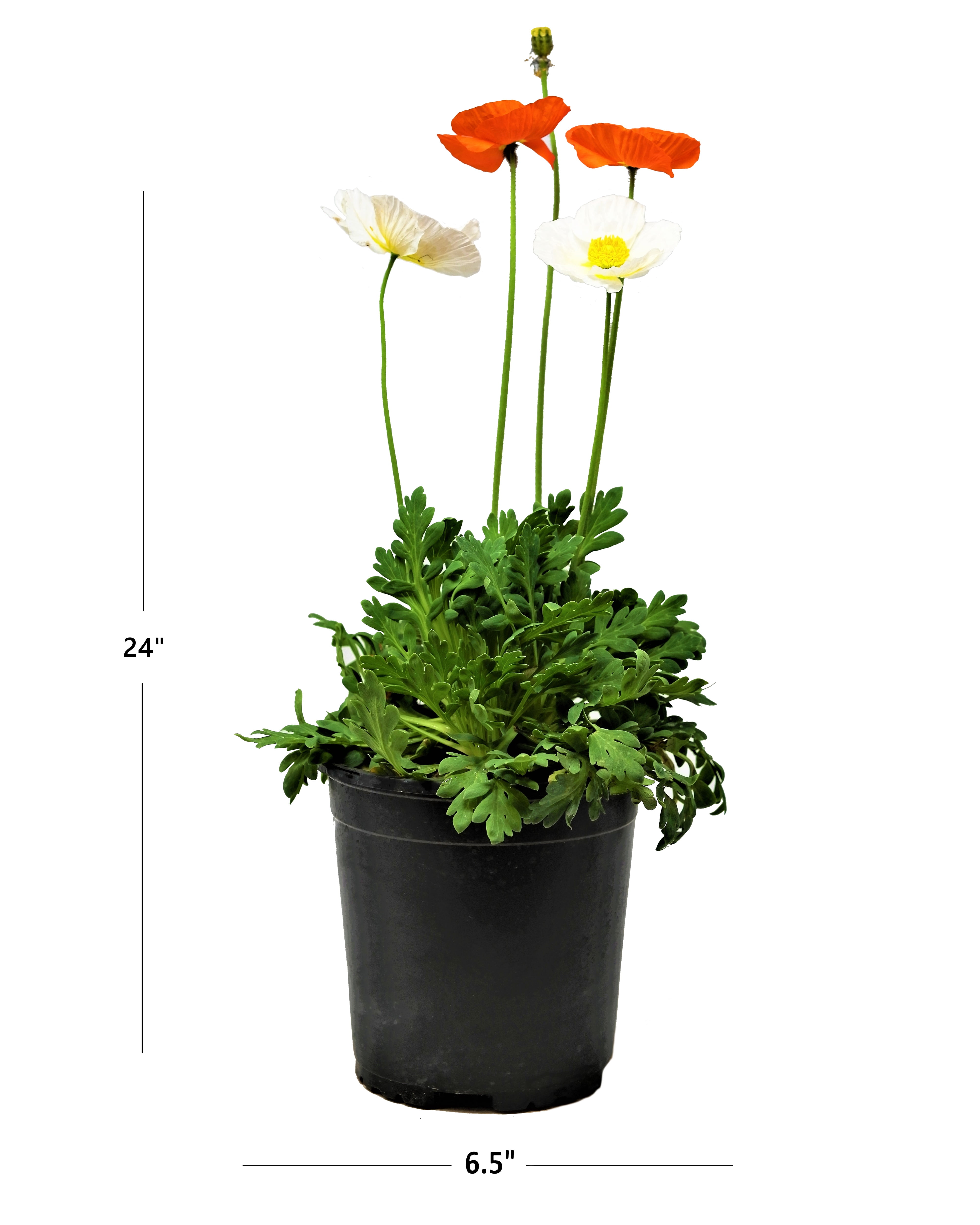 Expert Gardener Outdoor Live Plant Papaver Poppy Spring