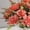 D, variant on WMTOKK Artificial Coral Dahlia Chrysanthemum Bouquet 7 Fork Realistic Fake Daisy Flower Bundle for Photography Prop Wedding Home Table Vase Decoration (D)
