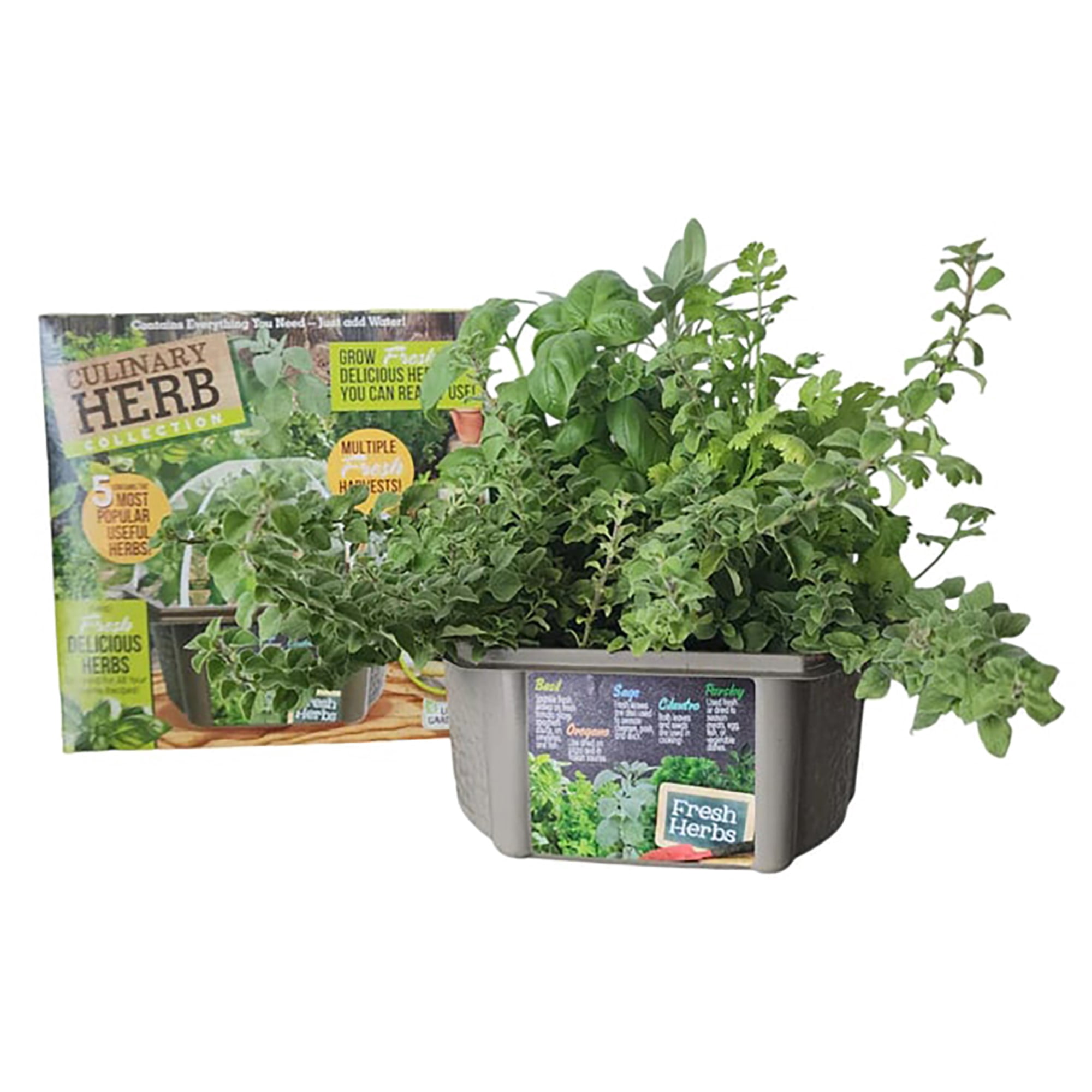 Unique Gardener: Culinary Herb Collection - DIY Biosphere Terrarium Starter Kit, Grow 5 Different Delicious Herb Plants, Kitchen Window Indoor Garden
