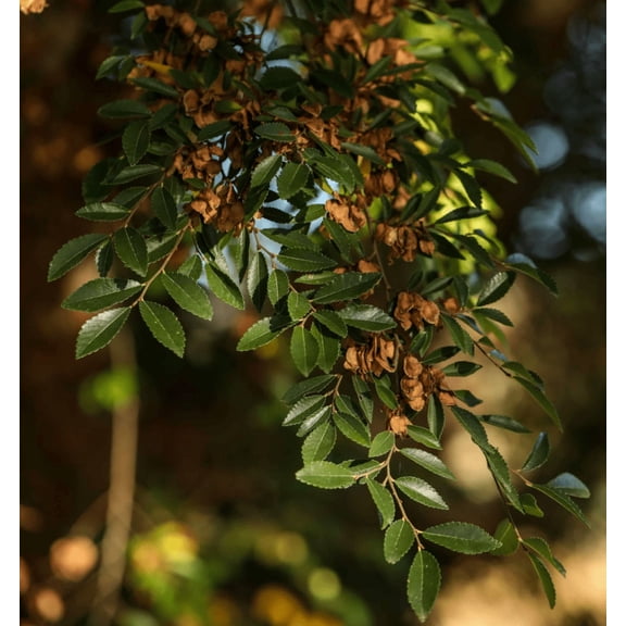 Set 2 Chinese Elm Tree Live Plants, Dorman and Bare Roots 6-12" Tall, Ulmus Parvifolia Trees for Outdoor Planting