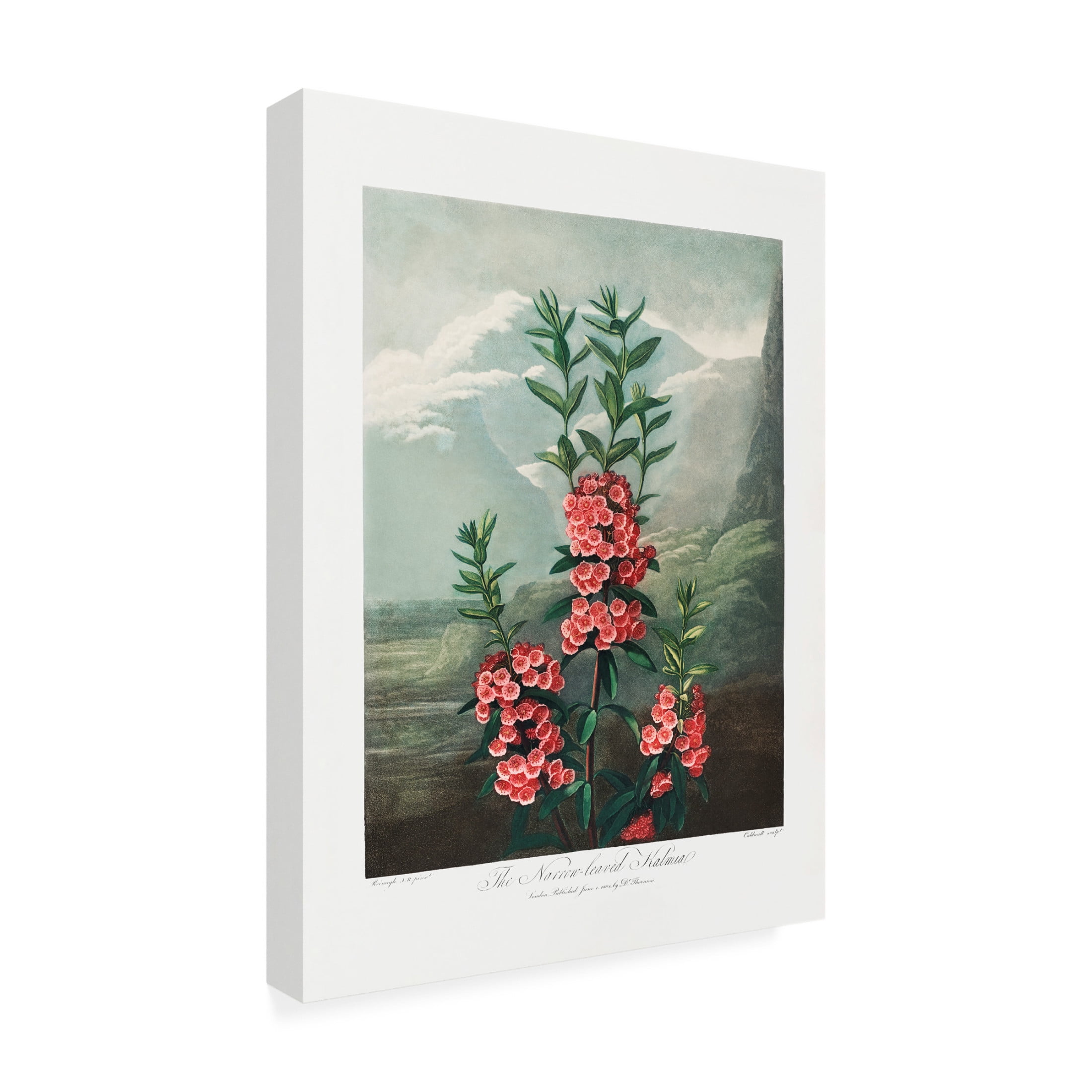 Trademark Fine Art Pictufy The NarrowaLeaved Kalmia from The Temple of Flora 1807 Canvas Wall Art